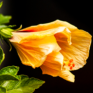 Mike McFadyean Photography
