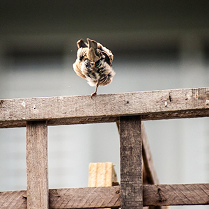 Mike McFadyean Photography